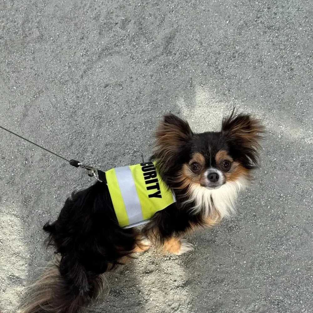 Security Vest Reflective Pet Harness Cat Dog